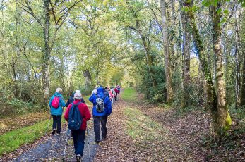 Randonneurs de dos en train de marcher sur un sentier en forêt