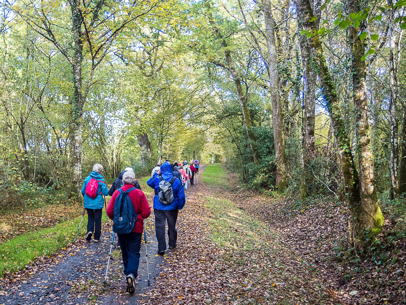 Randonneurs de dos en train de marcher sur un sentier en forêt