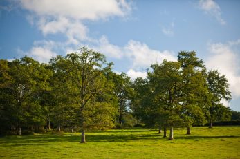 Terrain avec des grands arbres et un joli ciel bleu