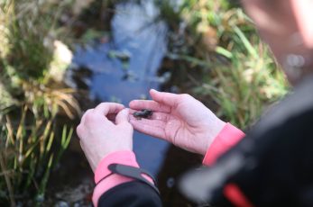Une personne au dessus d'un ruisseau, admire dans ses mains une sorte de larve