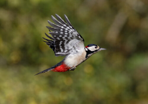oiseau qui prend son envol