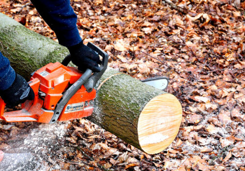 Un bûcheron coupe un arbre à l'aide d'une tronçonneuse, dans les bois.