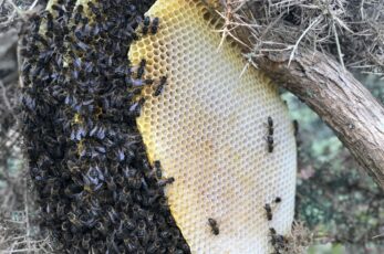 Conférence : les abeilles sauvage