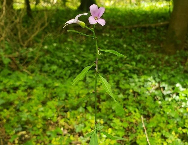 Cardamine bulbifère (c) Carla Renoux